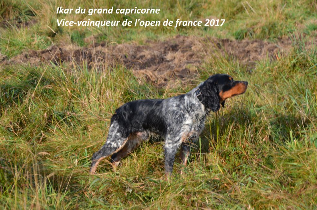 TR. Ikar du grand capricorne